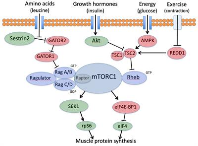 Impacts of protein quantity and distribution on body composition